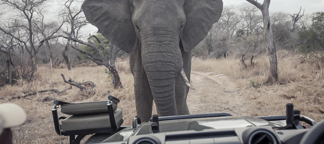 africa-do-sul-safaris-e-vinhos-elefante