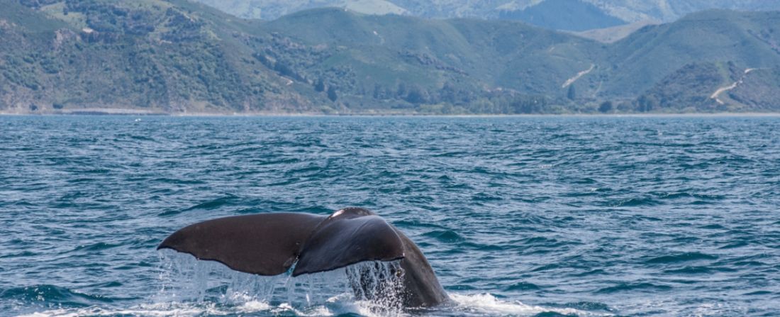 kaikoura baleias