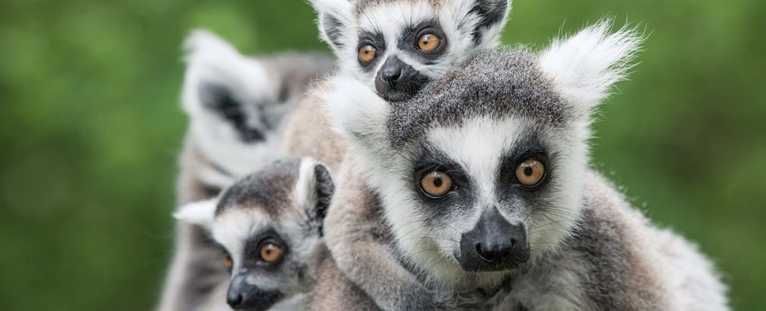Lemures Andasibe