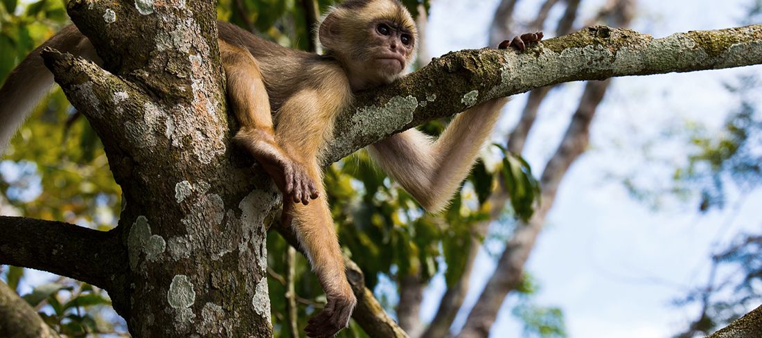 macaco-juma-amazonia