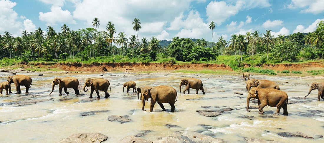 pinnawala-orfanato-elefantes