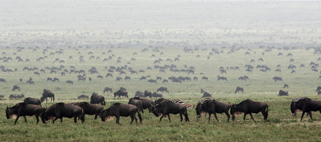 tanzania-safari-grande-migraçao-de-animais-gnus
